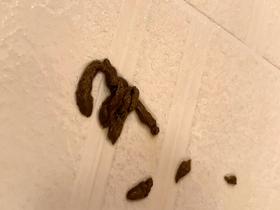 排泄嬢しか勝たん　vol.3　サンプル画像09